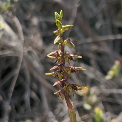 Corunastylis clivicola (Rufous midge orchid) at Denman Prospect, ACT - 13 Mar 2020 by MattM
