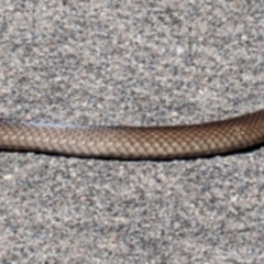 Pseudonaja textilis (Eastern Brown Snake) at Acton, ACT - 13 Mar 2020 by Roger