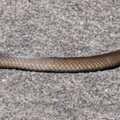 Pseudonaja textilis (Eastern Brown Snake) at Acton, ACT - 13 Mar 2020 by Roger