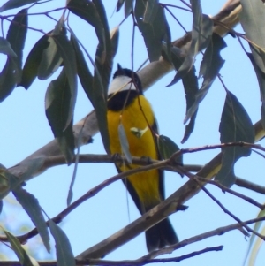 Pachycephala pectoralis at Black Range, NSW - 13 Mar 2020 01:44 PM