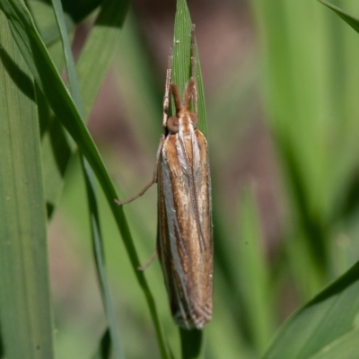 Hednota species near grammellus (Pyralid or snout moth) at Symonston, ACT - 13 Mar 2020 by rawshorty