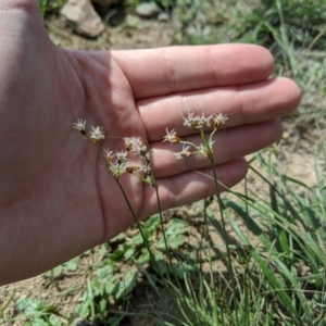 Fimbristylis dichotoma at Stromlo, ACT - 13 Mar 2020