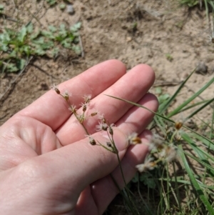 Fimbristylis dichotoma at Stromlo, ACT - 13 Mar 2020