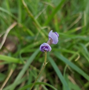 Glycine clandestina at Higgins, ACT - 9 Mar 2020