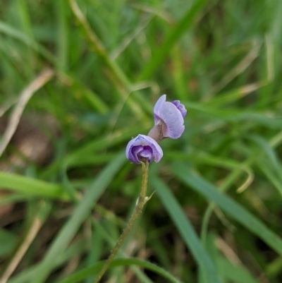 Glycine clandestina (Twining Glycine) at Higgins, ACT - 9 Mar 2020 by MattM