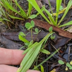 Plantago lanceolata at Higgins, ACT - 9 Mar 2020 05:58 PM