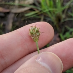 Plantago lanceolata at Higgins, ACT - 9 Mar 2020 05:58 PM