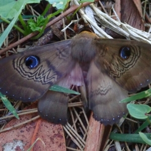 Dasypodia selenophora at Acton, ACT - 13 Mar 2020