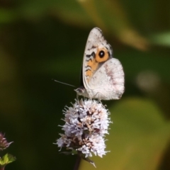 Junonia villida (Meadow Argus) at Fyshwick, ACT - 13 Mar 2020 by jb2602