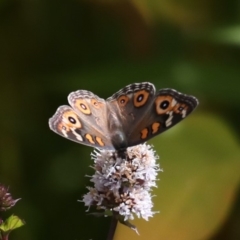 Junonia villida at Fyshwick, ACT - 13 Mar 2020