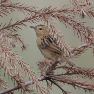 Cisticola exilis at Fyshwick, ACT - 13 Mar 2020 02:07 PM