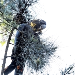 Calyptorhynchus lathami lathami (Glossy Black-Cockatoo) at Penrose, NSW - 13 Mar 2020 by Aussiegall