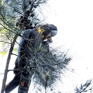 Calyptorhynchus lathami lathami at Penrose, NSW - 13 Mar 2020