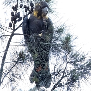 Calyptorhynchus lathami lathami at Penrose, NSW - suppressed