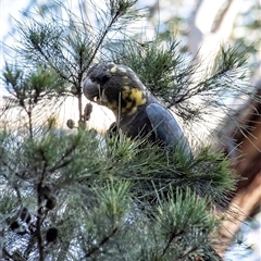Calyptorhynchus lathami lathami at Penrose, NSW - suppressed