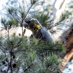 Calyptorhynchus lathami lathami at Penrose, NSW - suppressed