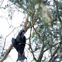 Calyptorhynchus lathami lathami at Penrose, NSW - 13 Mar 2020