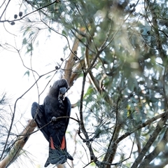 Calyptorhynchus lathami lathami at Penrose, NSW - suppressed