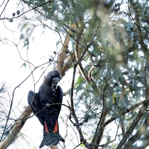 Calyptorhynchus lathami lathami at Penrose, NSW - 13 Mar 2020