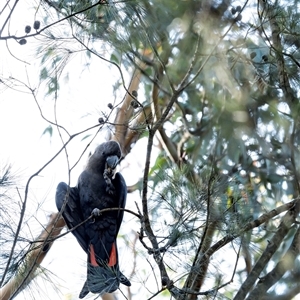 Calyptorhynchus lathami lathami at Penrose, NSW - suppressed