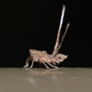 Platybrachys decemmacula at Acton, ACT - 12 Mar 2020 12:30 PM