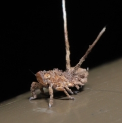 Platybrachys decemmacula at Acton, ACT - 12 Mar 2020 12:30 PM