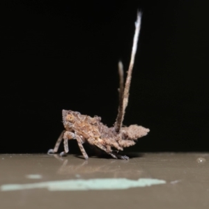 Platybrachys decemmacula at Acton, ACT - 12 Mar 2020 12:30 PM