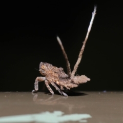 Platybrachys decemmacula at Acton, ACT - 12 Mar 2020 12:30 PM