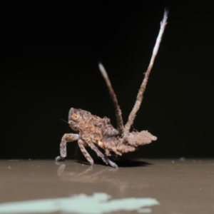 Platybrachys decemmacula at Acton, ACT - 12 Mar 2020 12:30 PM