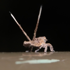 Platybrachys decemmacula at Acton, ACT - 12 Mar 2020 12:30 PM