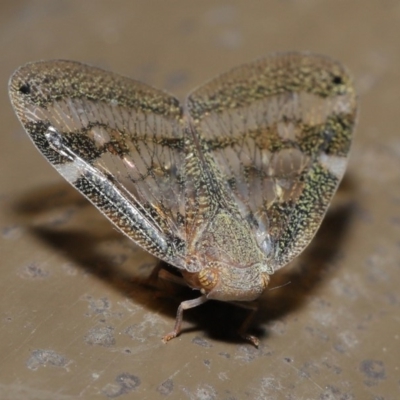 Scolypopa australis (Passionvine hopper, Fluffy bum) at Acton, ACT - 12 Mar 2020 by TimL