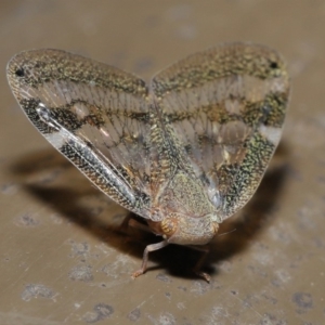 Scolypopa australis at Acton, ACT - 12 Mar 2020