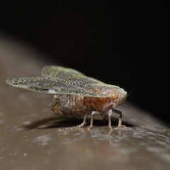 Scolypopa australis at Acton, ACT - 12 Mar 2020