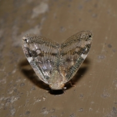 Scolypopa australis at Acton, ACT - 12 Mar 2020