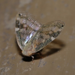 Scolypopa australis at Acton, ACT - 12 Mar 2020 12:28 PM