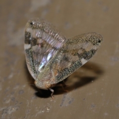 Scolypopa australis at Acton, ACT - 12 Mar 2020