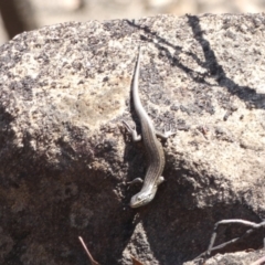Liopholis whitii (White's Skink) at Mount Clear, ACT - 13 Mar 2020 by DonFletcher
