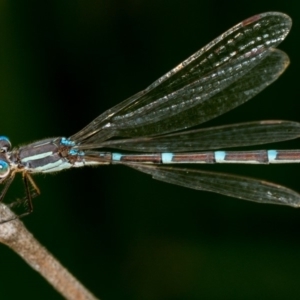 Austrolestes leda at Bruce, ACT - 23 Nov 2013 11:52 AM