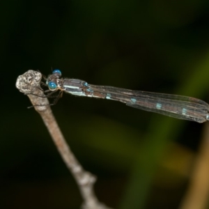 Austrolestes leda at Bruce, ACT - 23 Nov 2013 11:52 AM