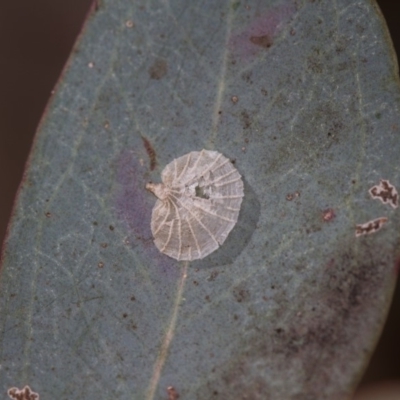 Creiis costatus (A lerp of eucalypts) at Bruce, ACT - 23 Nov 2013 by Bron