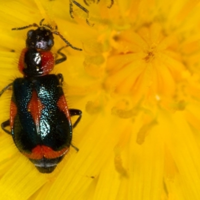 Dicranolaius villosus (Melyrid flower beetle) at Bruce Ridge to Gossan Hill - 23 Nov 2013 by Bron
