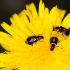 Dicranolaius villosus at Bruce, ACT - 23 Nov 2013 12:06 PM