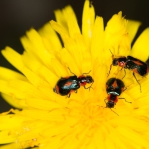 Dicranolaius villosus at Bruce, ACT - 23 Nov 2013