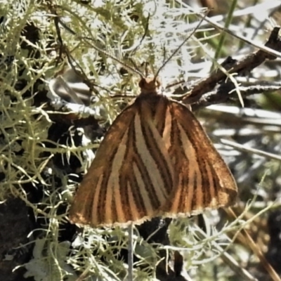 Amelora oritropha (Alpine Striped Cape-moth (Ennominae)) at Cotter River, ACT - 13 Mar 2020 by JohnBundock