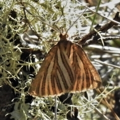 Amelora oritropha (Alpine Striped Cape-moth) at Cotter River, ACT - 12 Mar 2020 by JohnBundock