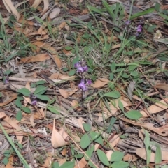 Glycine tabacina (Variable Glycine) at Yarralumla, ACT - 29 Feb 2020 by MichaelBedingfield