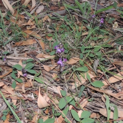 Glycine tabacina (Variable Glycine) at Yarralumla, ACT - 29 Feb 2020 by MichaelBedingfield
