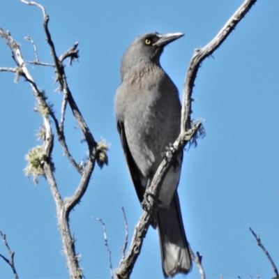 Strepera versicolor (Grey Currawong) at Cotter River, ACT - 13 Mar 2020 by JohnBundock