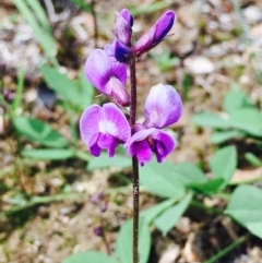 Glycine tabacina (Variable Glycine) at Black Mountain - 11 Mar 2020 by RWPurdie