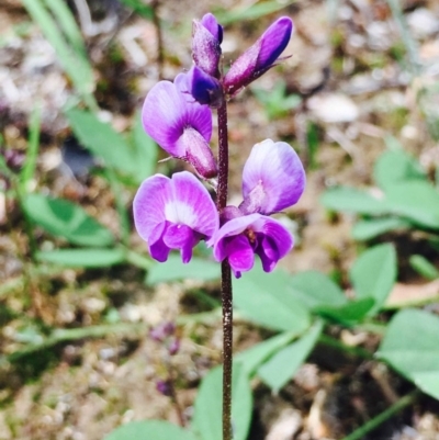 Glycine tabacina (Variable Glycine) at Hackett, ACT - 12 Mar 2020 by RWPurdie